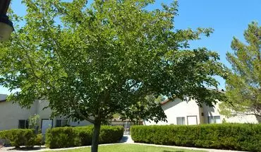 4 of 7 Beautiful 2 Bed/1 Bath Near China Lake Naval Base Apartment for rent in Ridgecrest, CA