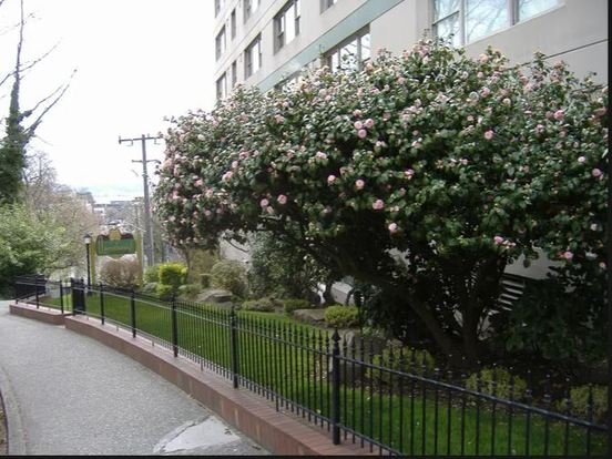 Queensborough And The Leonard Apartment for rent in Seattle, WA